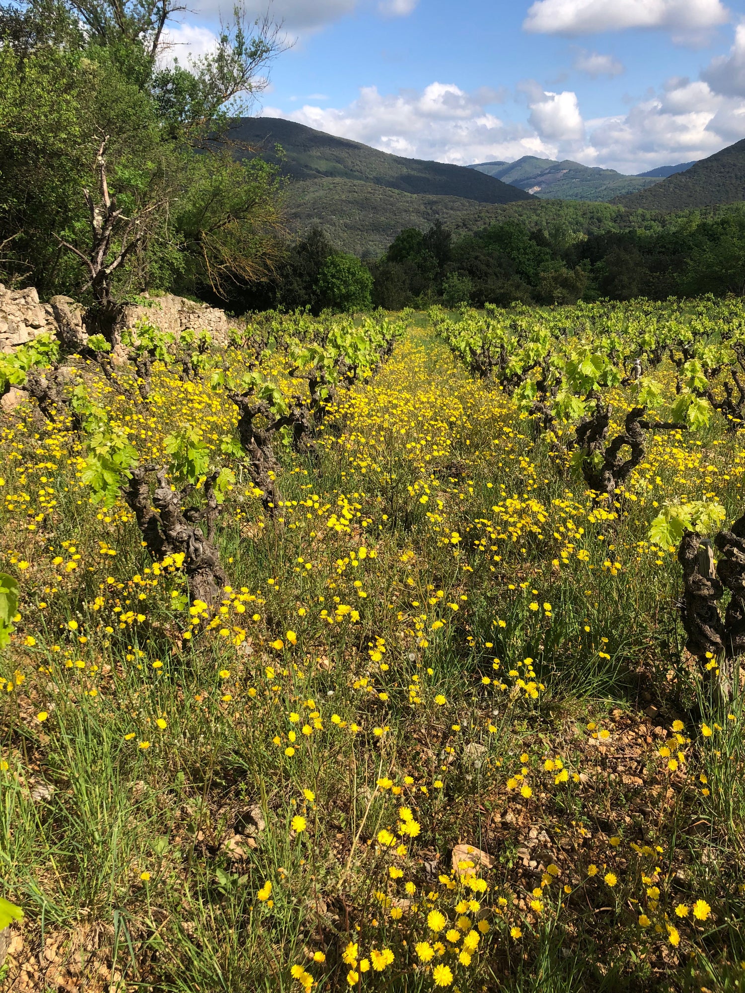 domaine L'Absurde Génie des Fleurs : Miha Trifa & Tom Gautier